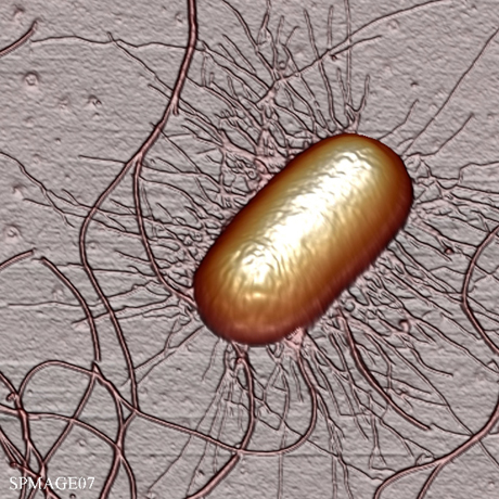 Bacteria E. Coli